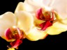 orchidee_5142